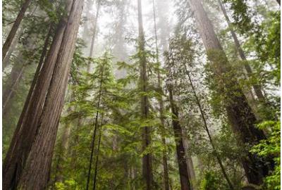 Scout-Approved Camping: The Northwest